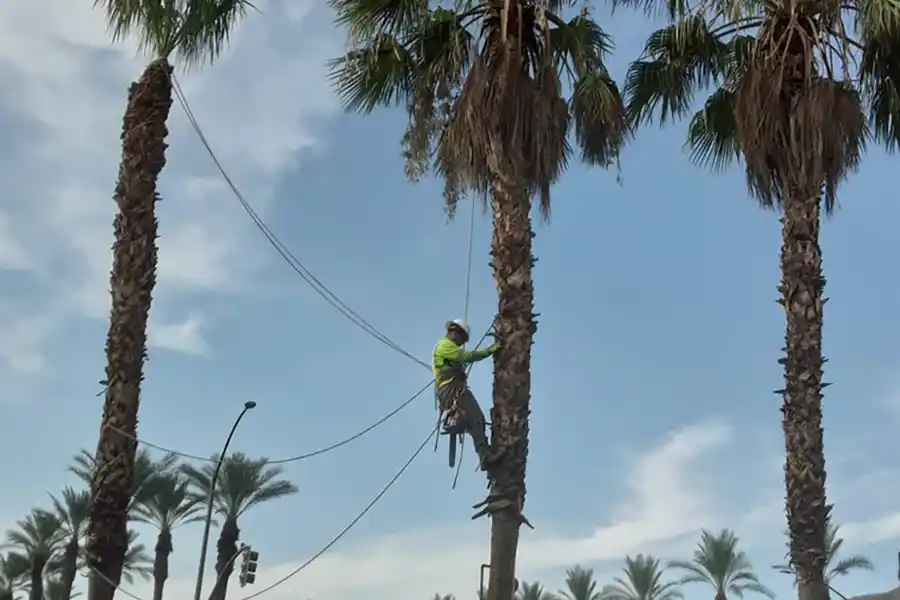 Tree Trimming Services